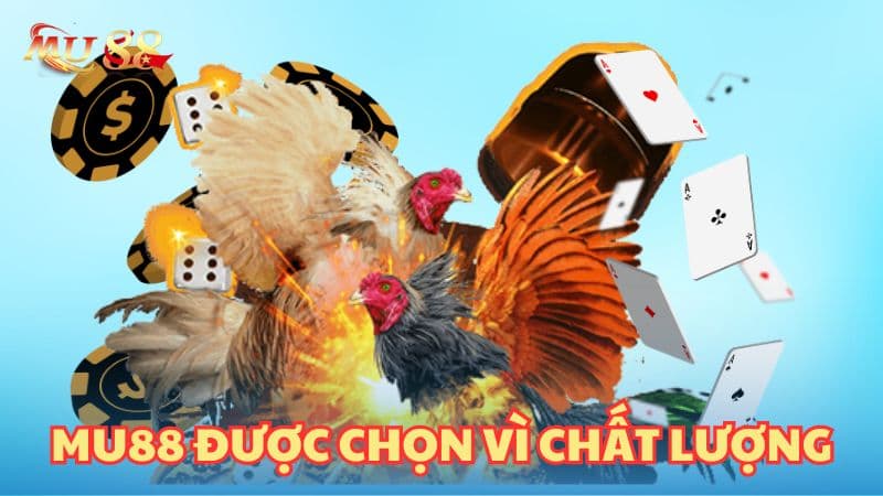 Hướng dẫn tham gia xem đá gà trực tiếp Thomo tại MU88